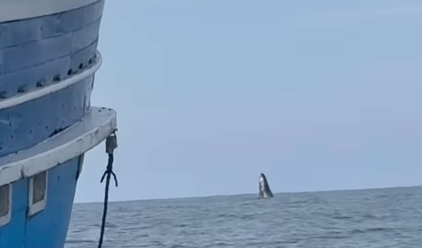 Nas imagens, é possível ver o animal saltando para fora d’água e proporcionando um verdadeiro show (Foto: Reprodução Instagram/Gustavo Tauchen)