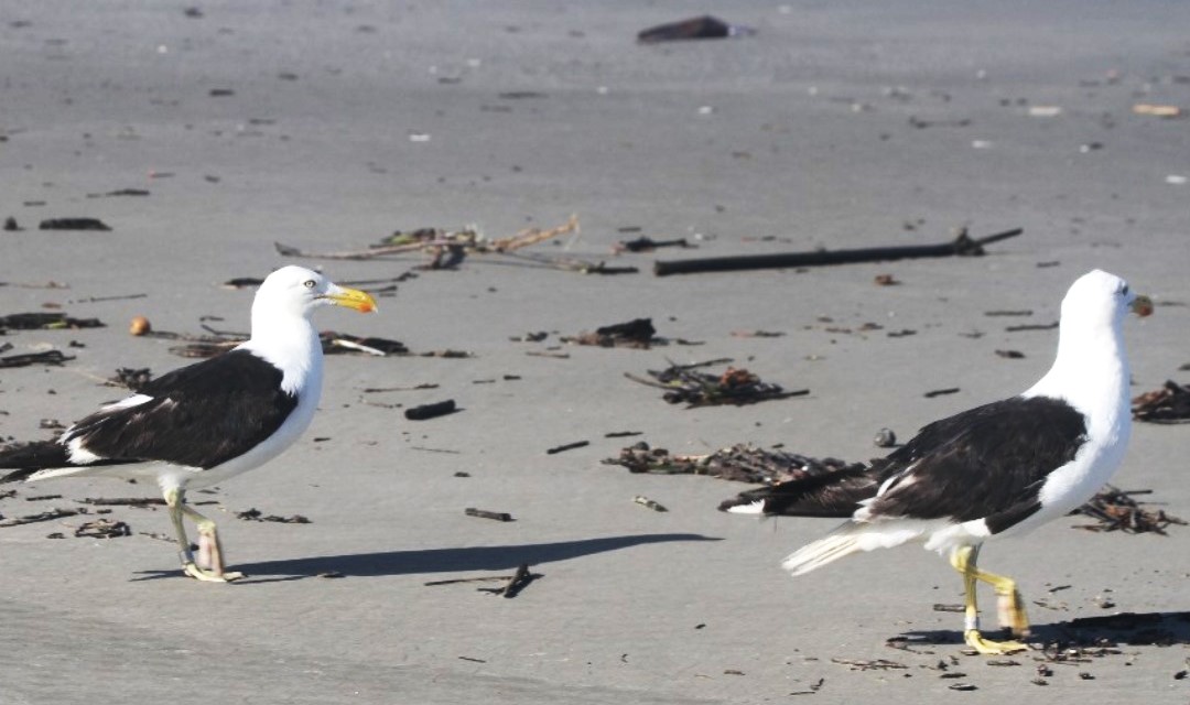 Saiba a importância do anilhamento de aves realizado pelo LEC da UFPR 1 1 aves na praia do parana