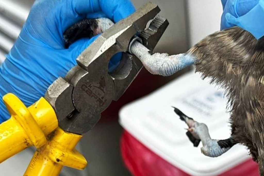 Saiba a importância do anilhamento de aves realizado pelo LEC da UFPR 3 2anilhamento