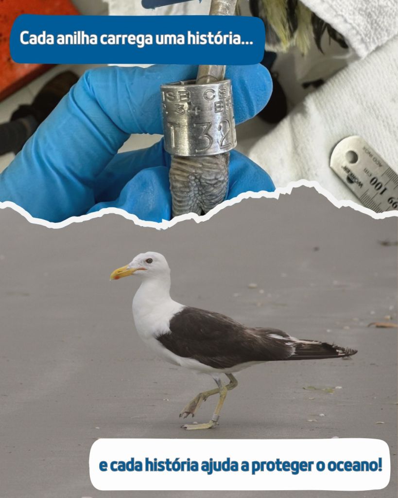 Saiba a importância do anilhamento de aves realizado pelo LEC da UFPR 2 3lec