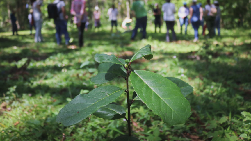 Produção da erva-mate sombreada pode ser reconhecida como Patrimônio Cultural Imaterial do Paraná 1 A erva-mate sombreada é cultivada entre outros tipos de vegetação, inclusive em meio à mata nativa (Créditos: CEDErva)