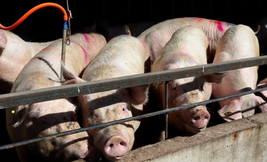 De janeiro a março deste ano, a indústria alcançou 3,13 milhões de animais abatidos – 32 mil a mais do que o mesmo período do ano passado (Foto: Ari Dias/AEN)