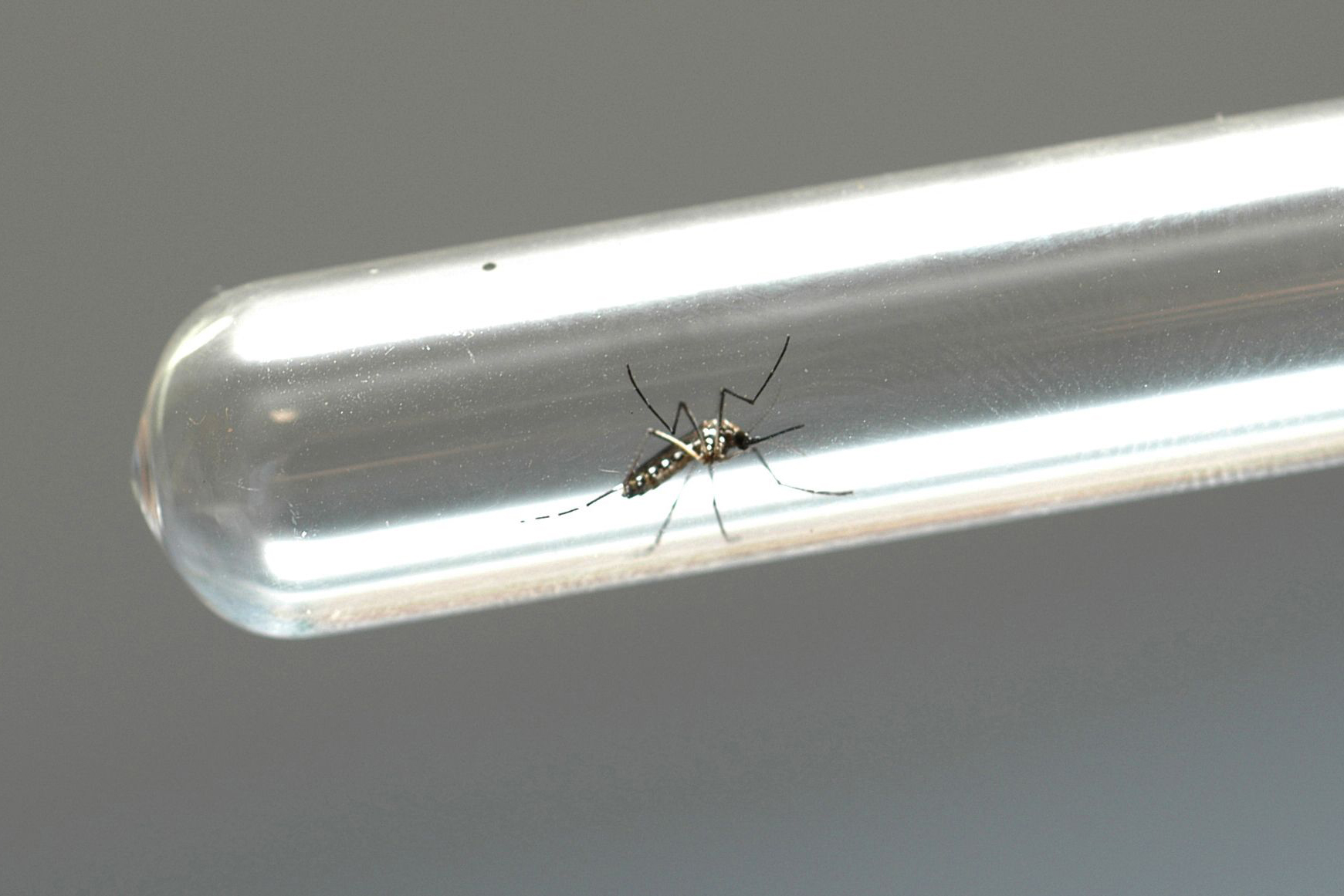 Secretaria da Saúde confirma mais 2.880 casos e dois óbitos por dengue no Paraná 1 No total, 398 municípios já apresentaram notificações da doença, transmitida pelo mosquito Aedes aegypti, e 377 possuem casos confirmados (Foto: Arquivo AEN)