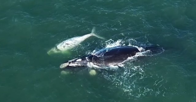 Duas baleias-franca-austral são vistas no litoral do Paraná