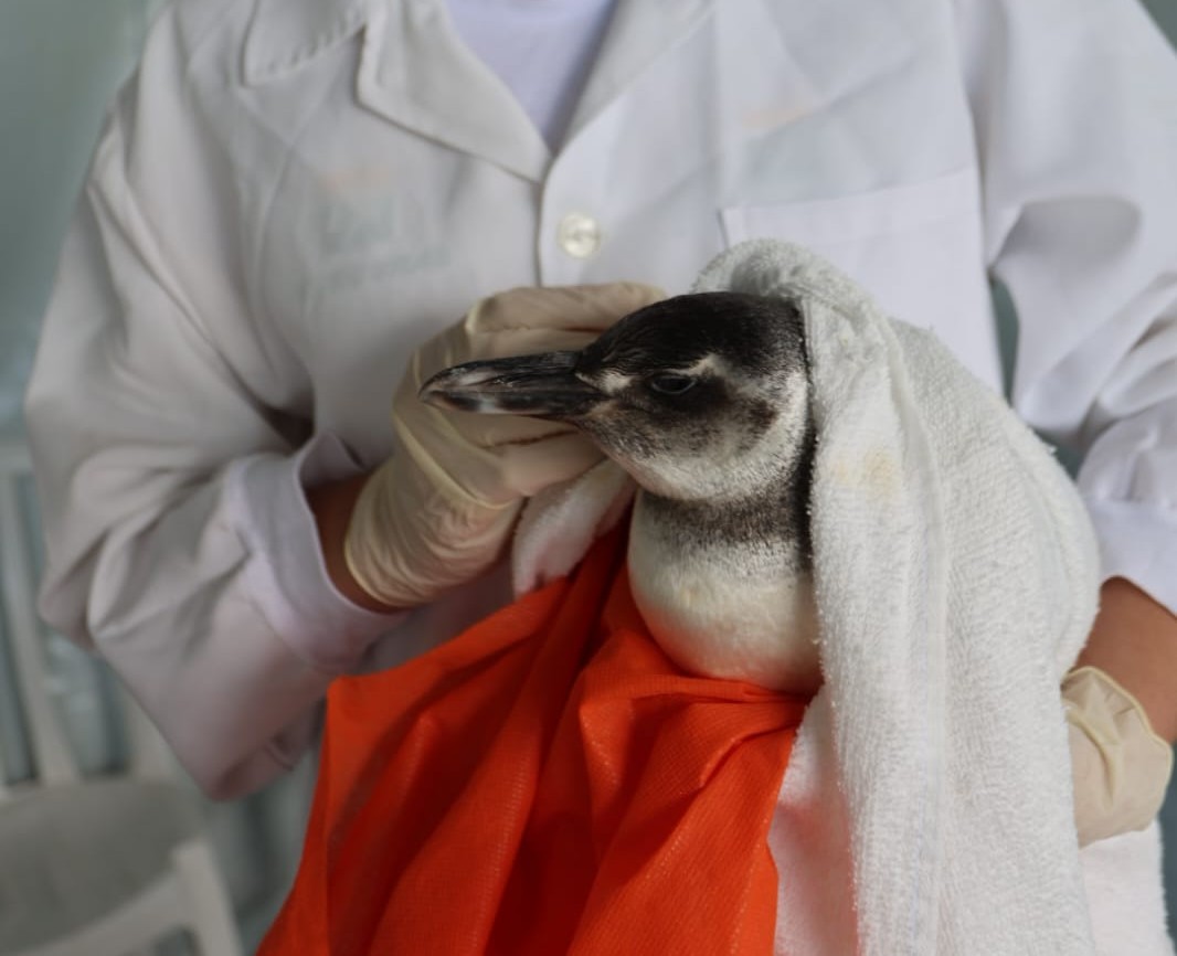 Pinguim é resgatado em Pontal do Paraná durante o Circuito Brasileiro de Bodyboarding 1 "Infelizmente, muitos chegam cansados, desidratados e precisando de ajuda. Só neste mês, mais de 30 foram encontrados no litoral paranaense", afirma a Prefeitura de Pontal do Paraná Foto: Prefeitura de Pontal do Paraná/Clovis Santos