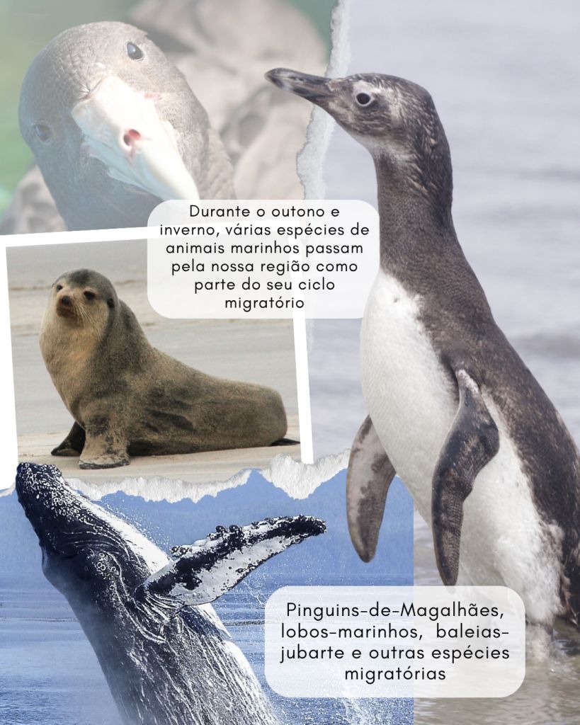 Inverno intensifica a vinda de pinguins e outros animais marinhos ao litoral do Paraná 2 2 animais marinhos