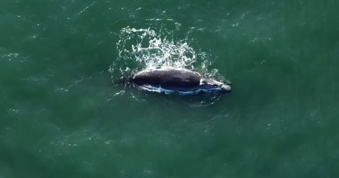 2 baleia em pontal do parana