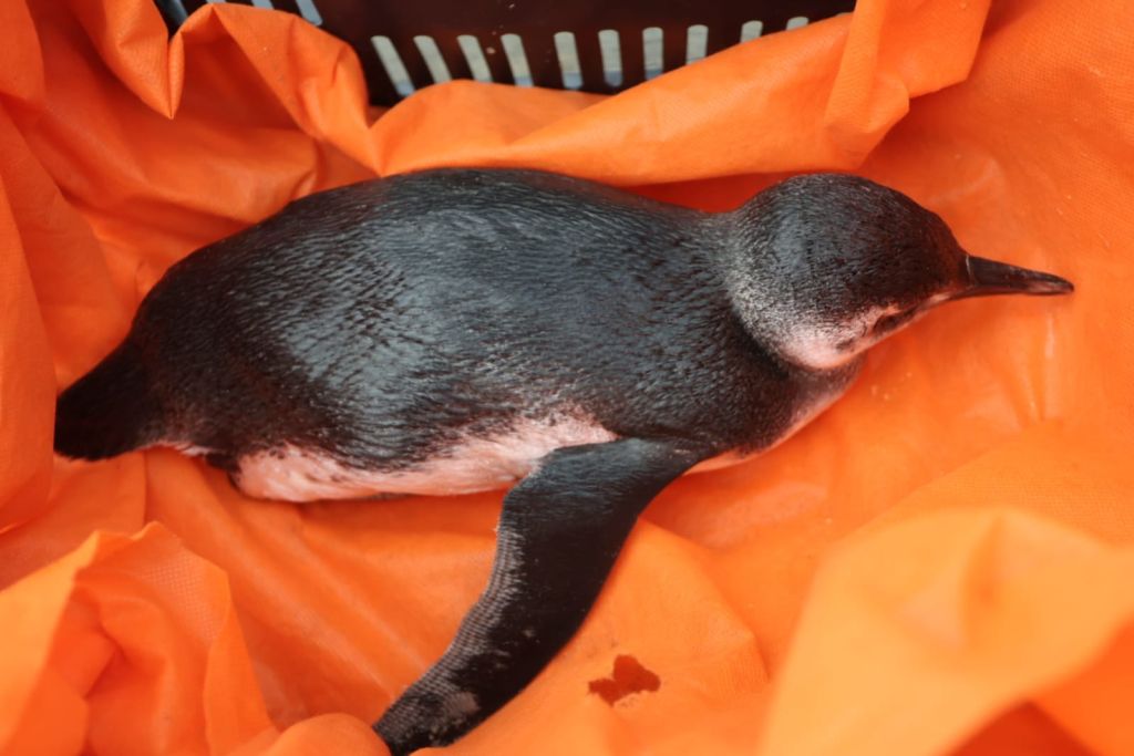 Pinguim é resgatado em Pontal do Paraná durante o Circuito Brasileiro de Bodyboarding 2 2pinguim