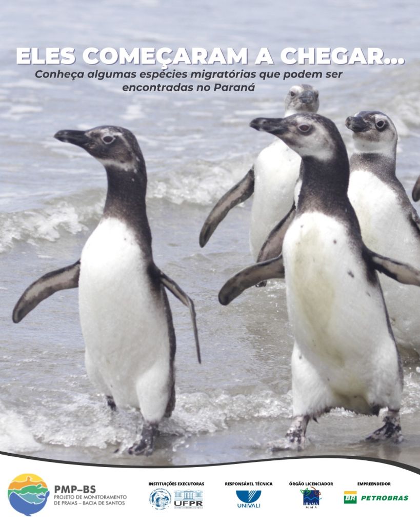 Inverno intensifica a vinda de pinguins e outros animais marinhos ao litoral do Paraná 3 3 animais marinhos no litoral do parana
