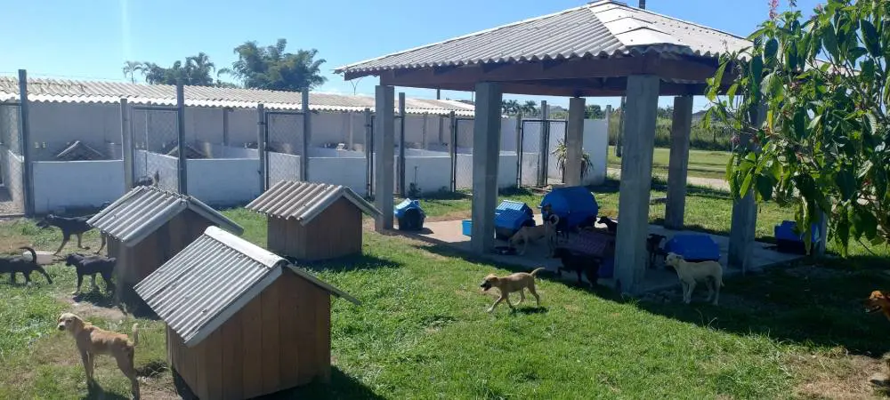 Paranaguá realiza neste sábado a 1.ª Festa Cãonina de Adoção no Canil Municipal 3 WhatsApp Image 2025 04 03 at 11.44.23
