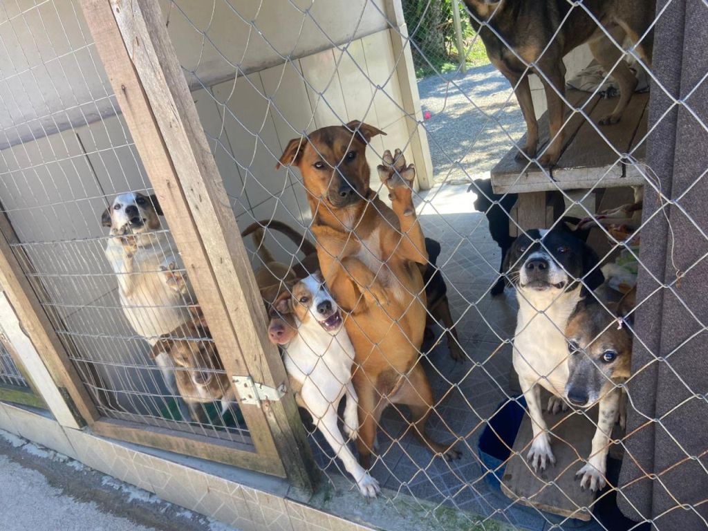 6.ª Edição do Arraiá dos Focinhos Carentes de Paranaguá acontece no sábado, 5 4 WhatsApp Image 2025 07 01 at 13.47.45 1 1