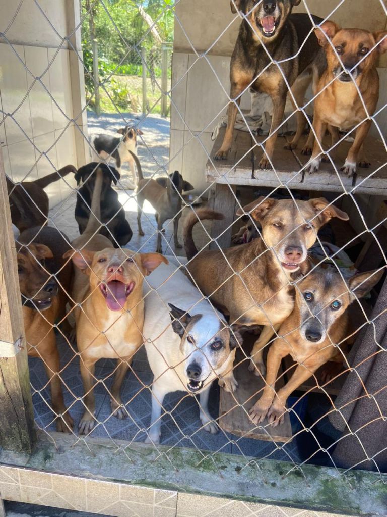 6.ª Edição do Arraiá dos Focinhos Carentes de Paranaguá acontece no sábado, 5 3 WhatsApp Image 2025 07 01 at 13.47.45 3