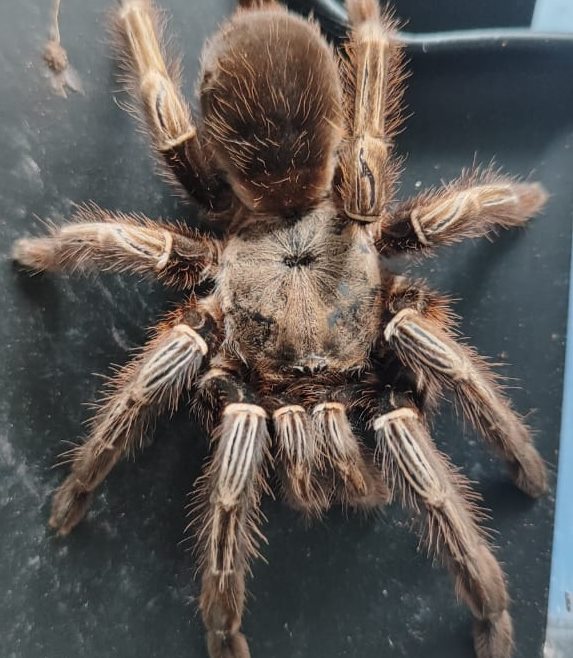 Animais resgatados em operação contra o tráfico ilegal são encaminhados para o Aquário de Paranaguá 3 foto2