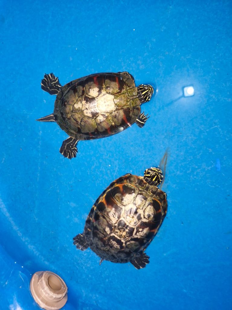 Animais resgatados em operação contra o tráfico ilegal são encaminhados para o Aquário de Paranaguá 4 foto3 1