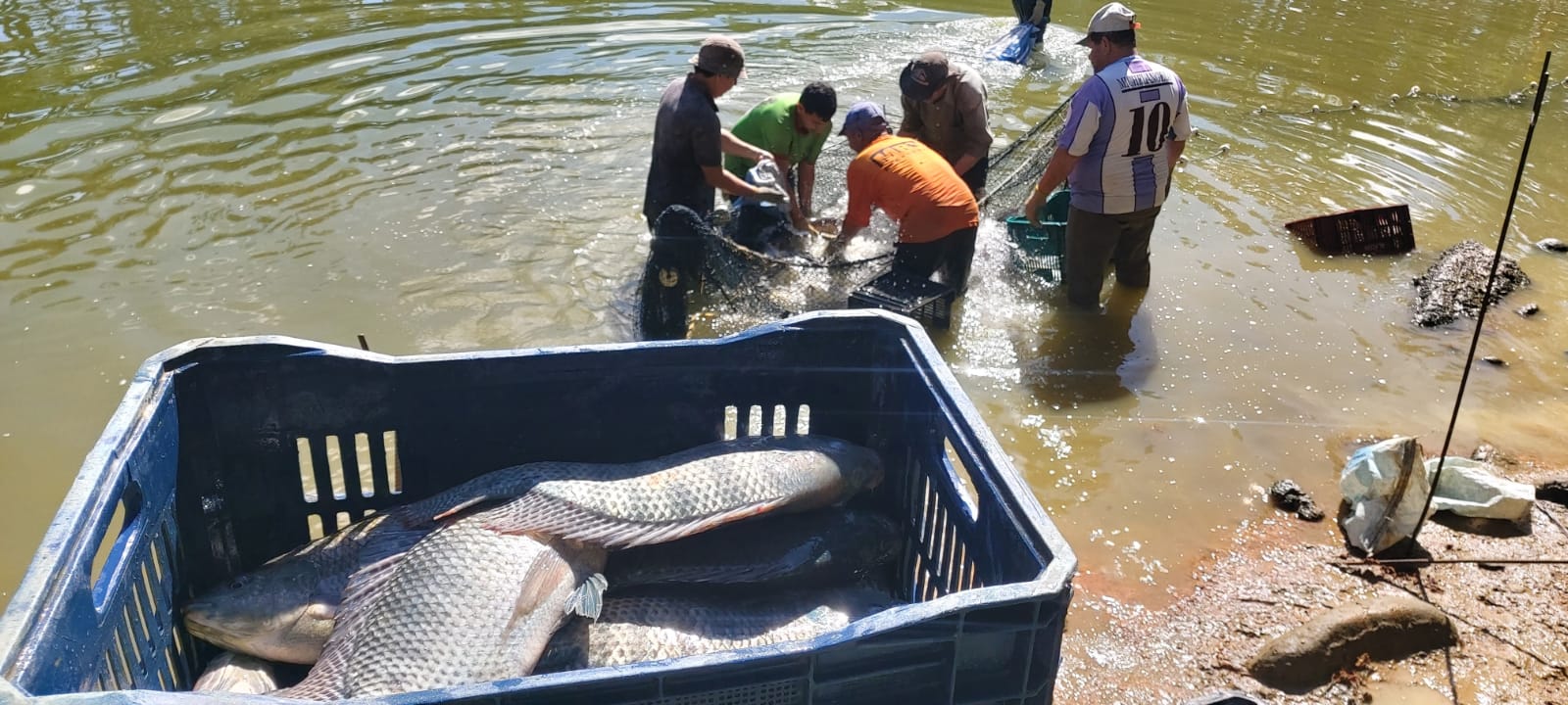 Feira "Setembro Está Para Peixe" será realizada na Semana do Pescado em Paranaguá 1 Durante os dois dias de feira, o público poderá encontrar uma variedade de espécies de água doce e de frutos do mar (Foto: Divulgação SEMMADESP)