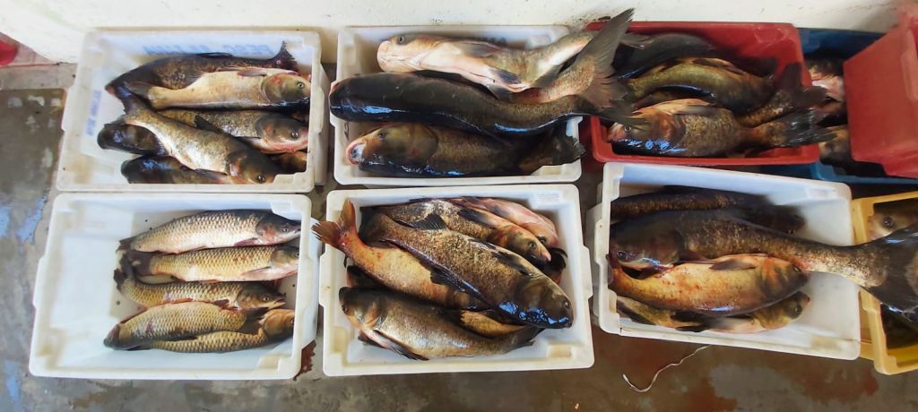 Feira "Setembro Está Para Peixe" será realizada na Semana do Pescado em Paranaguá 3 03