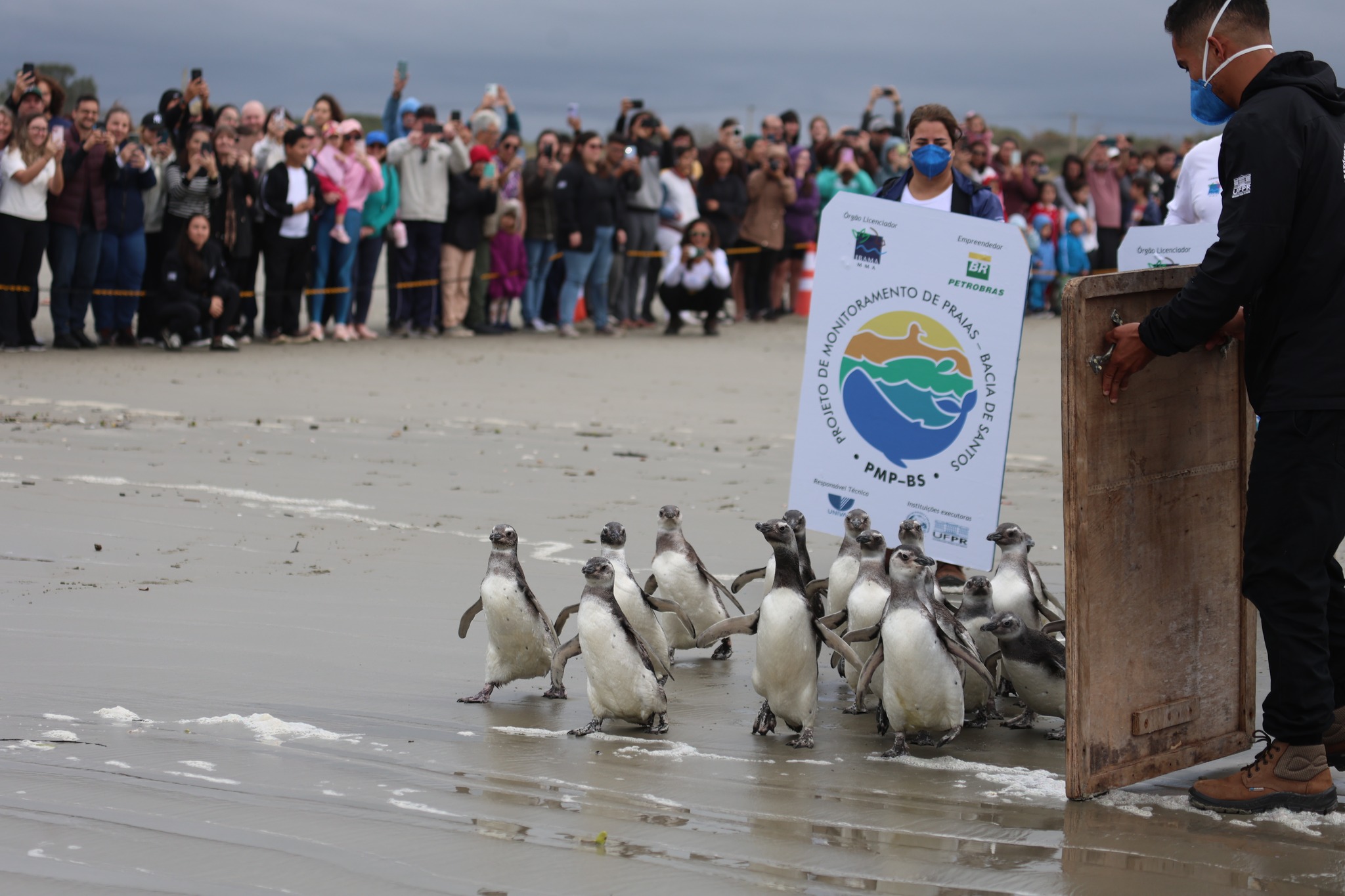 A soltura aconteceu no Balneário de Pontal do Sul, em Pontal do Paraná, e contou com a presença de pesquisadores, técnicos, voluntários, moradores e turistas (Foto: PMPPR/Clovis Santos)