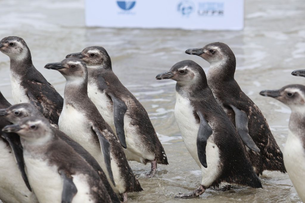 538007917 1116556823906607 7338104476047013822 n 1