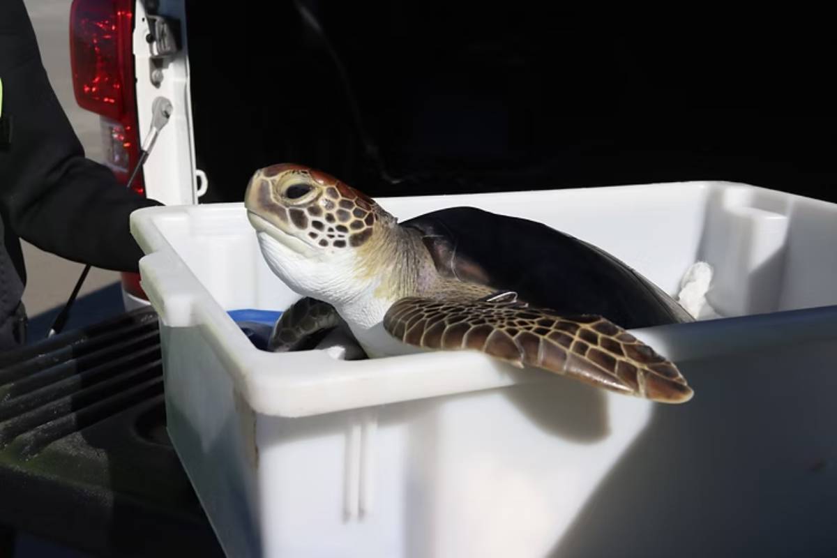 Apenas no mês de julho, mais de 300 tartarugas-verde encalharam no litoral 1 Número chamou a atenção dos pesquisadores que realizam o monitoramento diário das praias entre Guaratuba e Guaraqueçaba (Foto: Ana Cláudia Nunes LEC-UFPR)