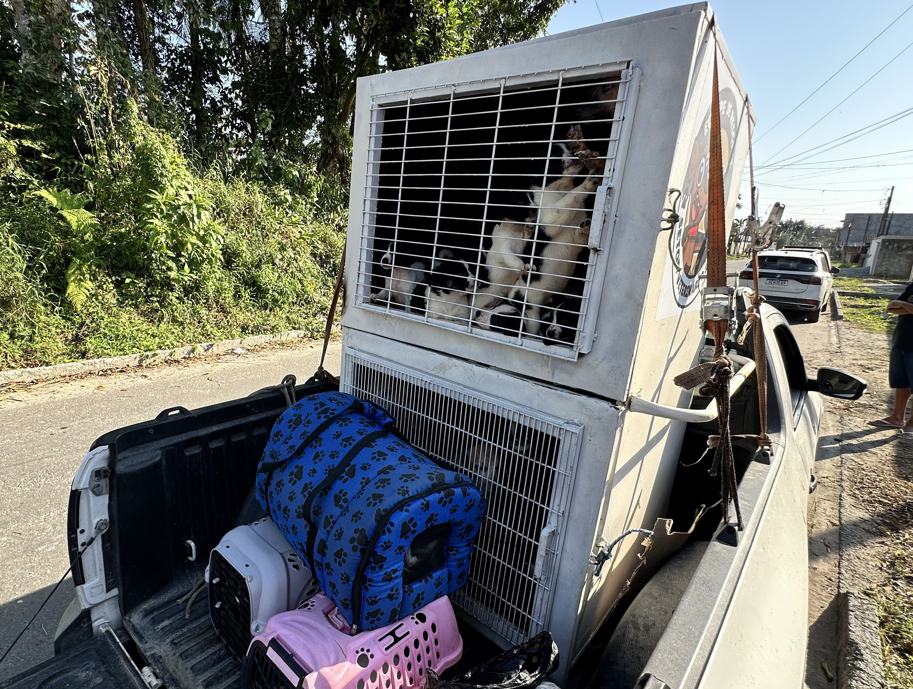Mais de 400 animais em situação de maus-tratos em Paranaguá foram resgatados em 2025 1 No local, foram encontradas diversas irregularidades, como o espaço inadequado para abrigar mais de 30 animais e a presença de animais mortos (Foto: Matheus Campos)