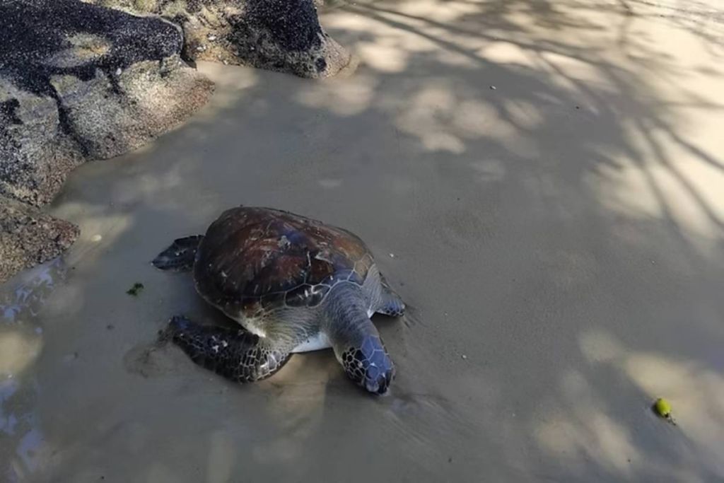 Apenas no mês de julho, mais de 300 tartarugas-verde encalharam no litoral 2 Do total de 314 encalhes registrados em julho, cinco tartarugas chegaram ainda com vida e foram encaminhadas ao Centro de Reabilitação, Despetrolização e Análise da Saúde da Fauna Marinha (CReD/UFPR), onde estão recebendo cuidados clínicos especializados (Foto: PMP-BS/LEC-UFPR)
