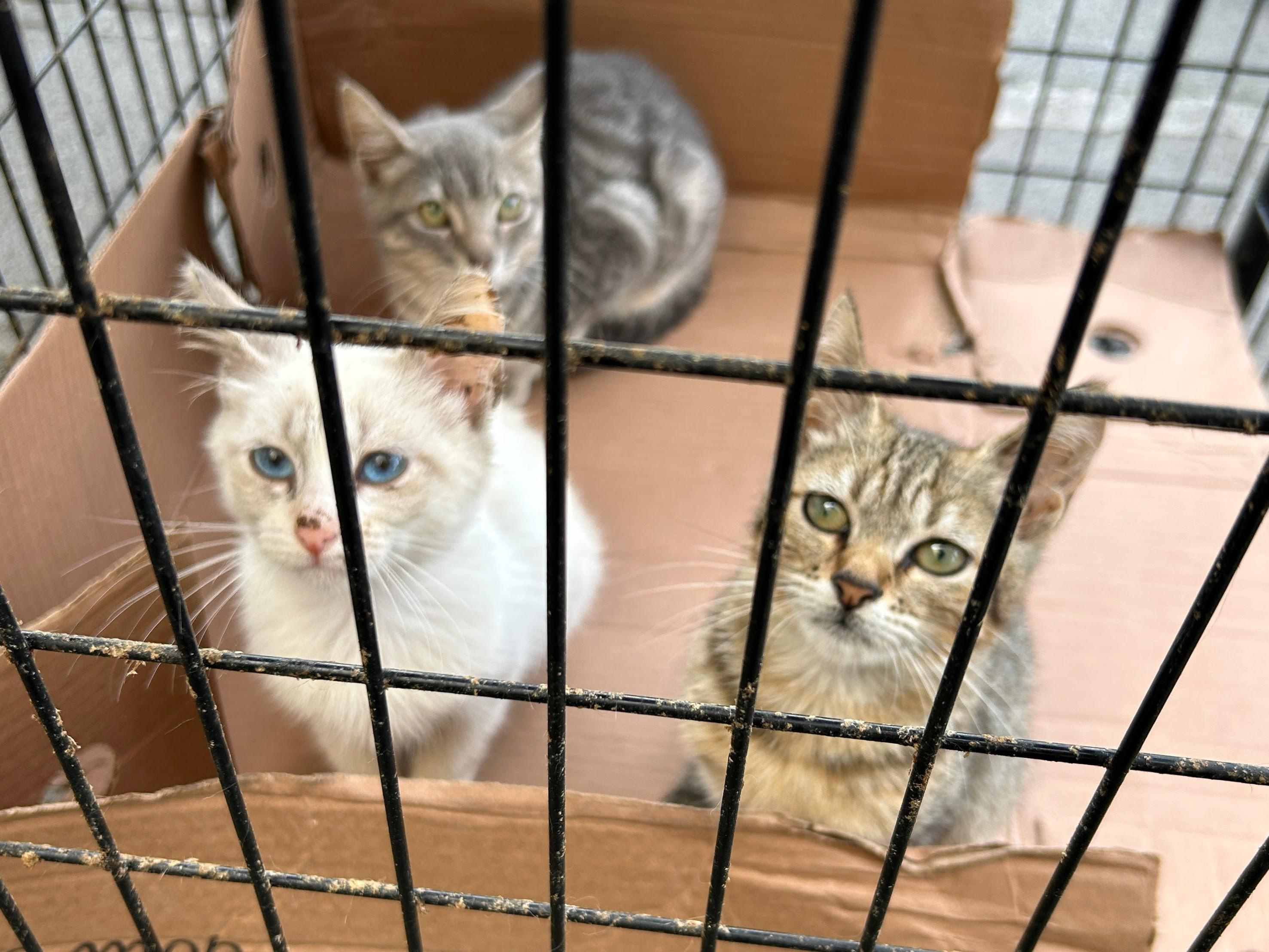 Feira de adoção de animais e vacinação acontece no sábado em Paranaguá 1 Caso a participação na feira não seja possível, a adoção continua disponível durante o funcionamento regular do Canil, de segunda a sexta-feira, das 8h às 16h30 (Fotos: Silvia Costa)