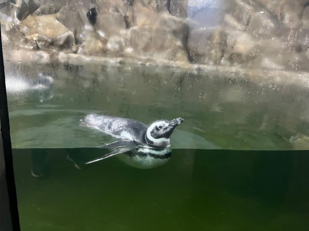 Portos do Paraná investe em melhorias estruturais no Aquário de Paranaguá 6 16ecf497 22db 45e5 97ae bf7a4a9272a1