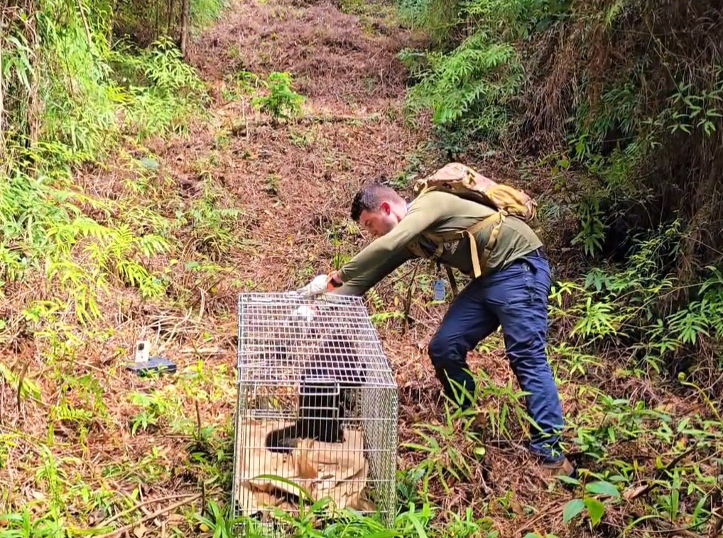 Encontrado no mar em agosto, bugio-ruivo é devolvido à natureza no litoral