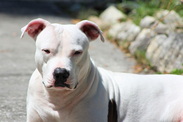 Paranaguá aprova Projeto de Lei da vereadora Lena da Farmácia que cria Cadastro Municipal de Cães de Grande Porte e Raças Potencialmente Agressivas 1 1pitbull