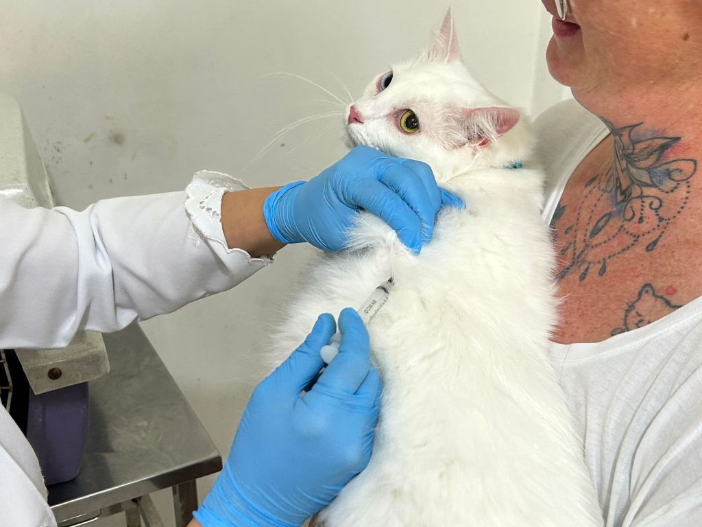 Com 18 cães adotados, feira no Canil Municipal de Paranaguá foi realizada no sábado 4 2canilmunicipaldeparanagua