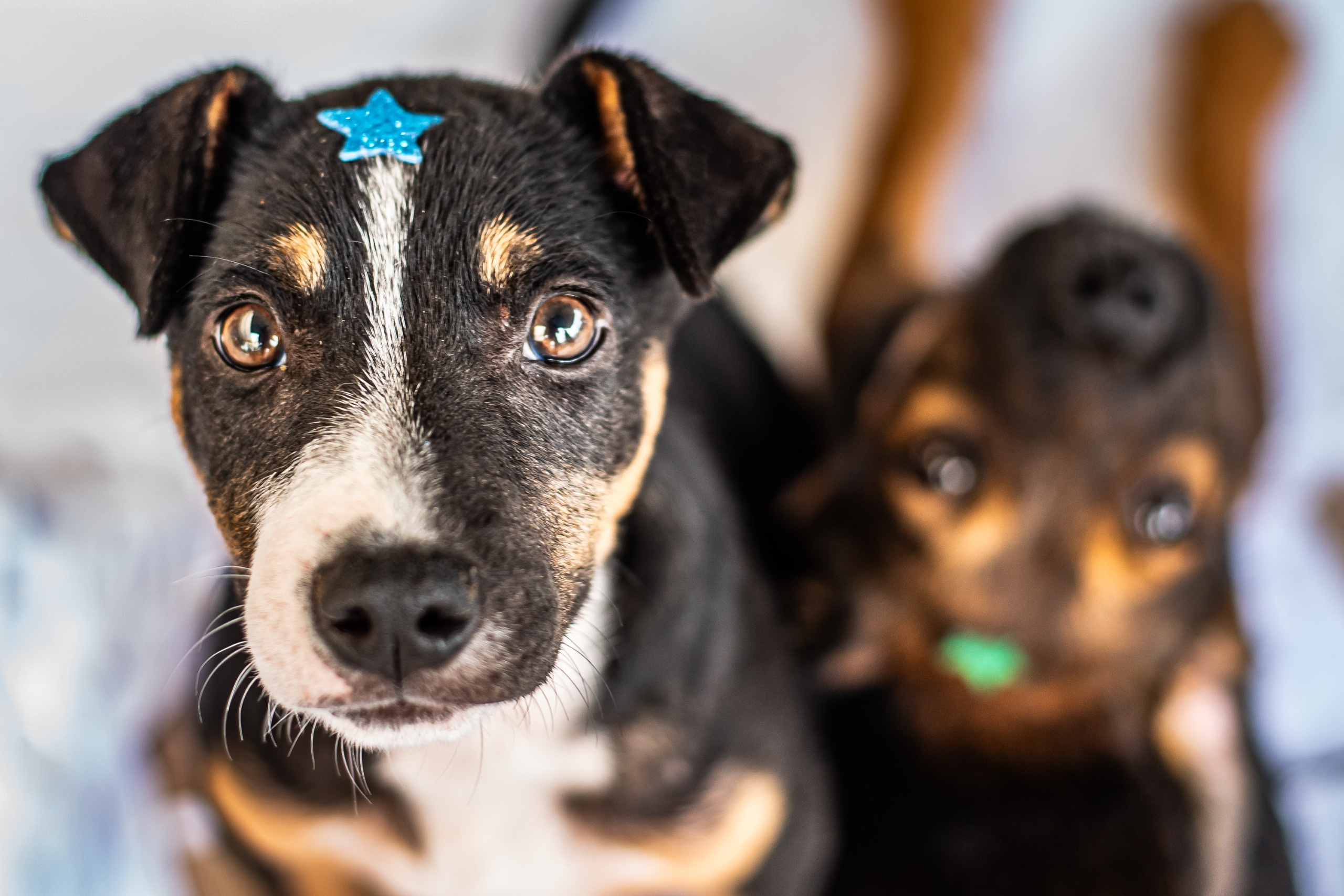 Ao todo, oito animais foram adotados e 40 felinos vacinados durante o evento (Foto: Moysés Zanardo)