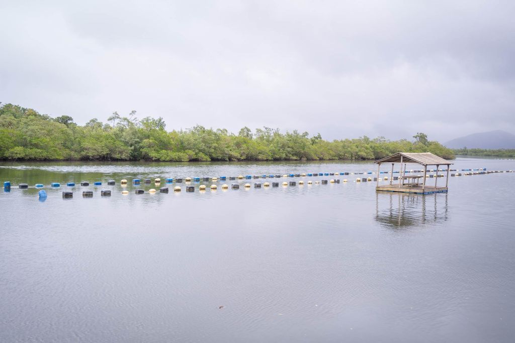 Ostras do Cabaraquara são o 22.º produto paranaense com Indicação Geográfica 2 Governo do Estado fez parte da organização para obtenção do selo (Foto: Divulgação/Sebrae-PR)
