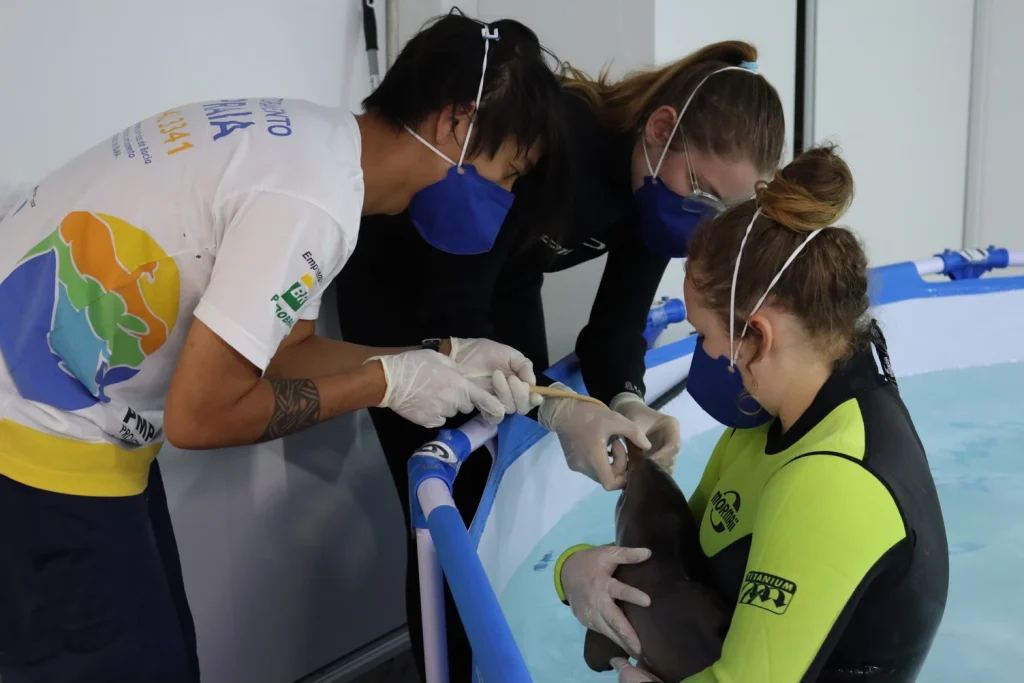 De acordo com o LEC, a toninha é um pequeno cetáceo costeiro e é considerada a espécie de golfinho mais ameaçada de extinção da América do Sul (Foto: LEC-UFPR)