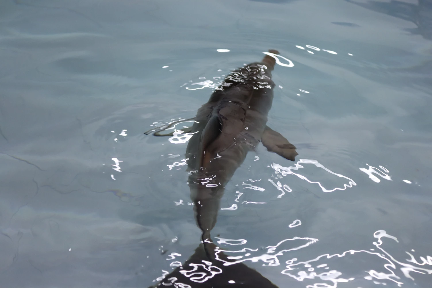 O animal, uma fêmea recém-nascida de 61 centímetros de comprimento total e 2,85 kg, foi encontrado por um turista e por um policial militar (Foto: LEC-UFPR)