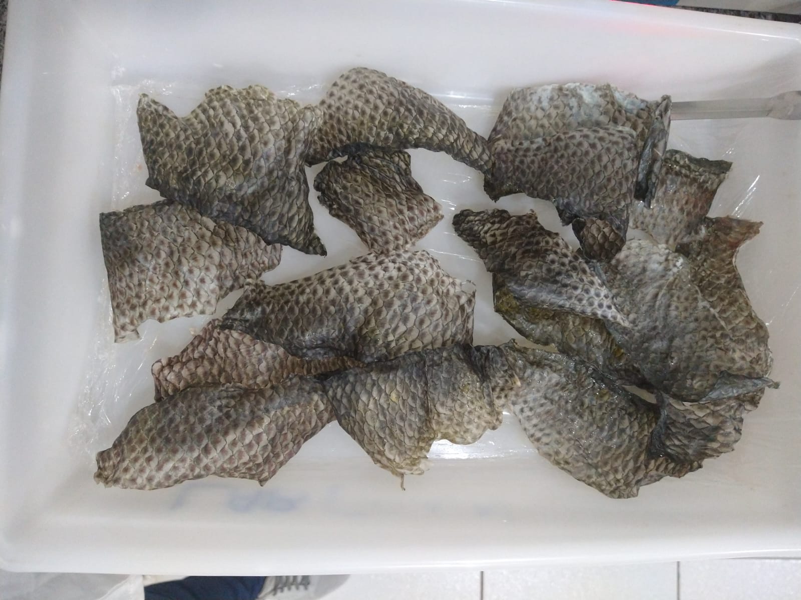 Produto desenvolvido a partir da pele de tilápia promove ação cicatrizante e antimicrobiana; o projeto é uma colaboração entre a UFPR – Jandaia do Sul, UEM e UEPG (Foto: Acervo pessoal / Valquíria Ribeiro)