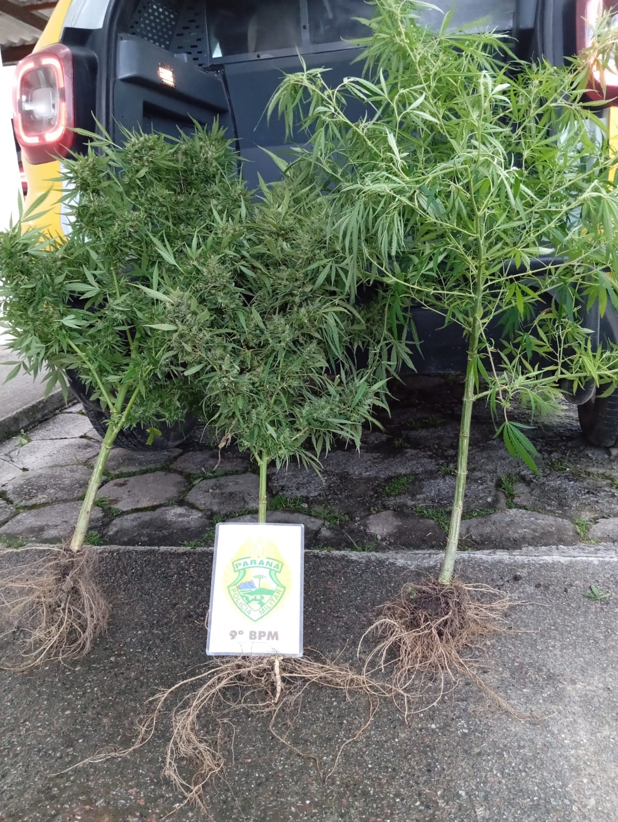 PM encontra plantação de maconha atrás de um bar em Guaratuba 1 Os três pés do entorpecente estavam sendo cultivados atrás de um bar