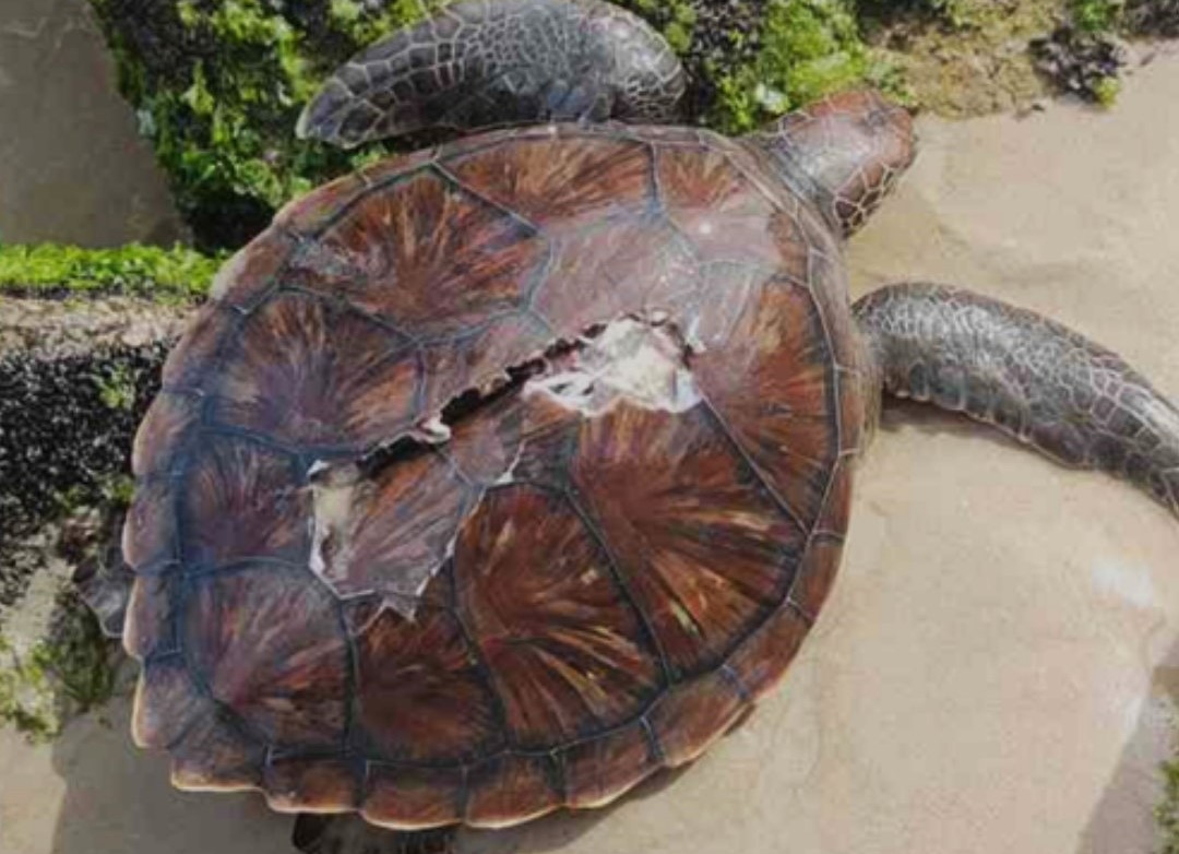 Caso você encontre um animal encalhado, o indicado é não tocar, não tentar devolvê-lo ao mar, manter distância e acionar a equipe", informa o LEC (Foto: Divulgação/LEC-UFPR)
