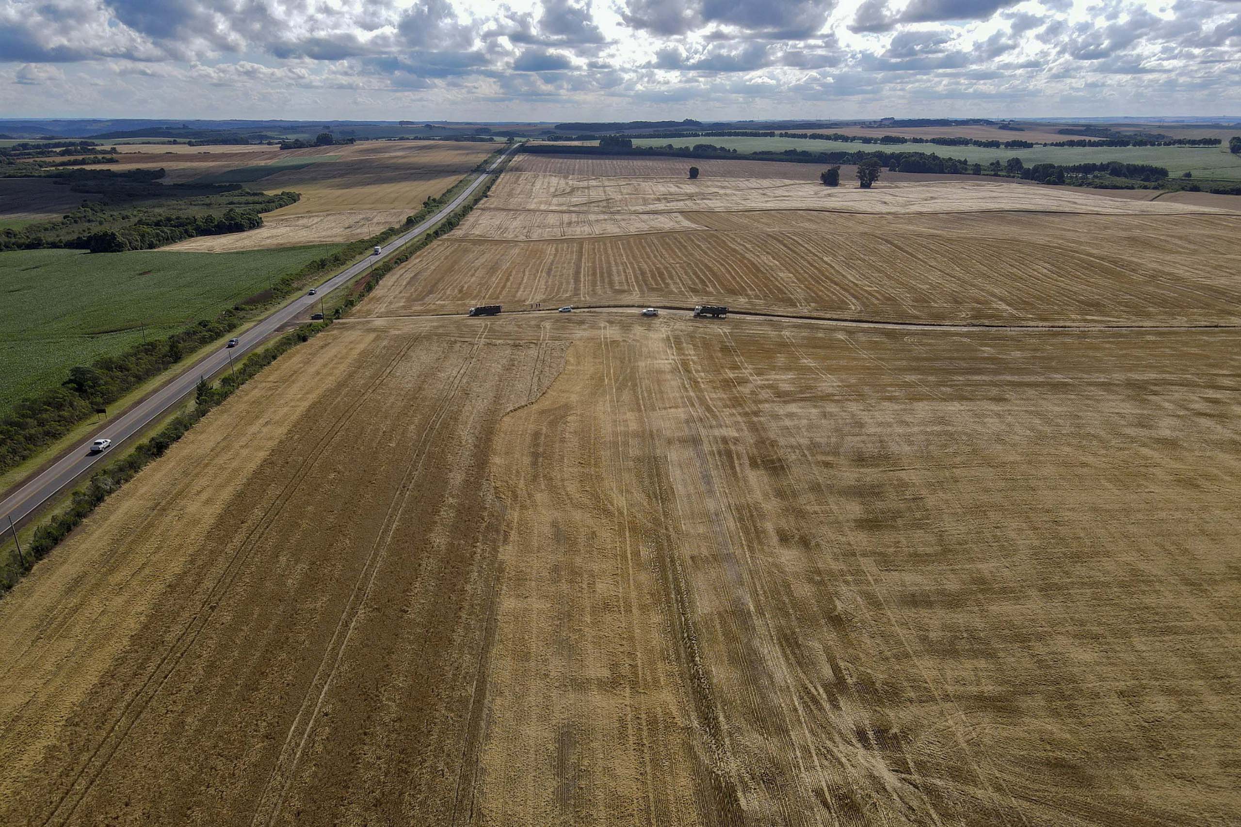 O milho paranaense, individualmente, foi o cereal que mais contribuiu para essa super safra, pois atingiu o recorde de 21 milhões de toneladas (Foto: Gilson Abreu/Arquivo AEN)