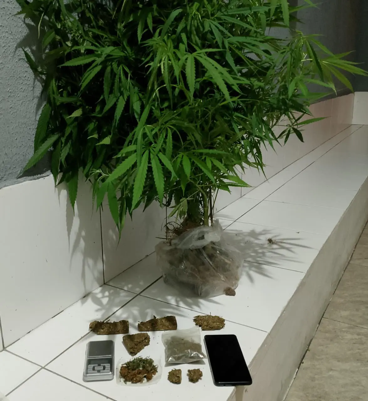 Foram apreendidas plantas de maconha, porções do entorpecente, um celular e certa quantidade de morruga