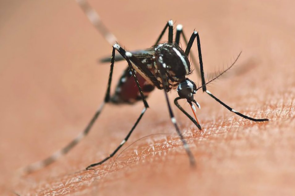 Redução nos óbitos por dengue no Paraná se reflete também no litoral 1 foto 1 dengue picada foto Sesa