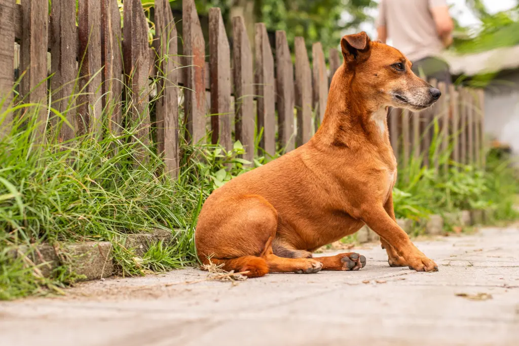 Na feira de adoção que acontecerá no sábado, 28, no Aeroparque, um dos animais que estará presente é o cão “Uber” (Foto: Moyses Zanardo/Prefeitura de Paranaguá)
