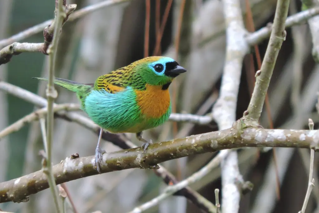 Foto 7 Saira lagarta