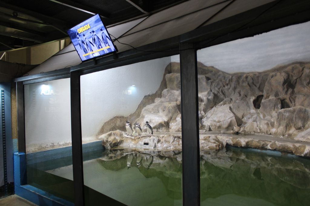 6aquario