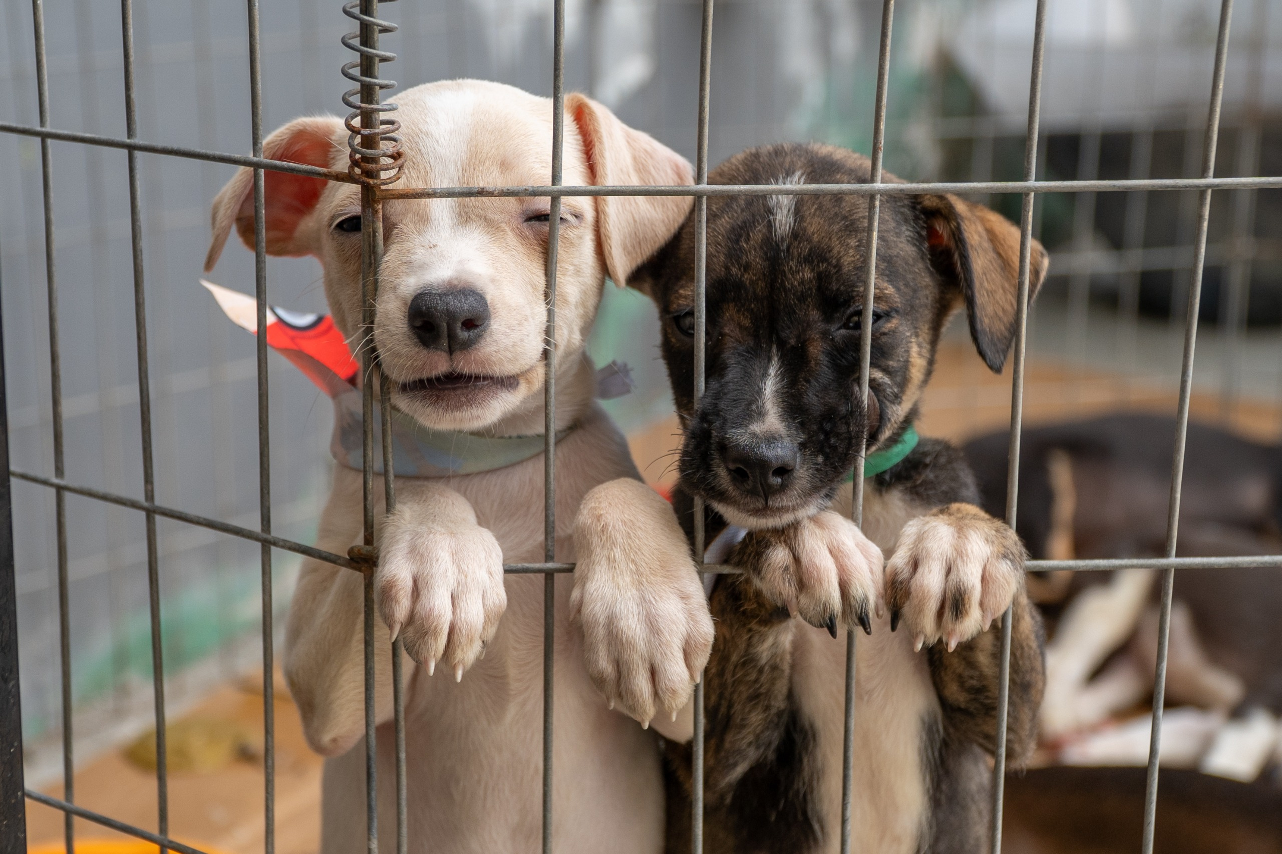 Em sua 14.ª edição, a ação será das 9h às 13h, com cerca de 280 animais esperando por um novo lar (Foto: Silvia Costa/Prefeitura de Paranaguá)