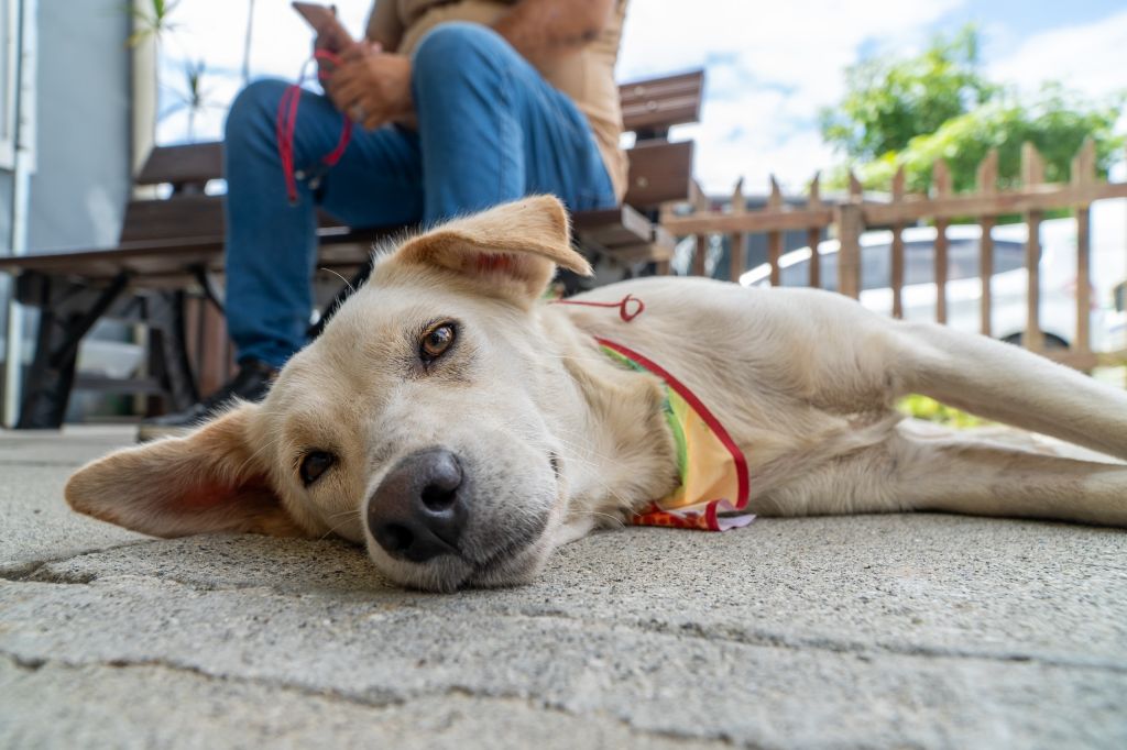 Segundo a Prefeitura, ao todo, o Canil abriga mais de 300 animais (Foto: Wilson Leandro/Prefeitura de Paranaguá)