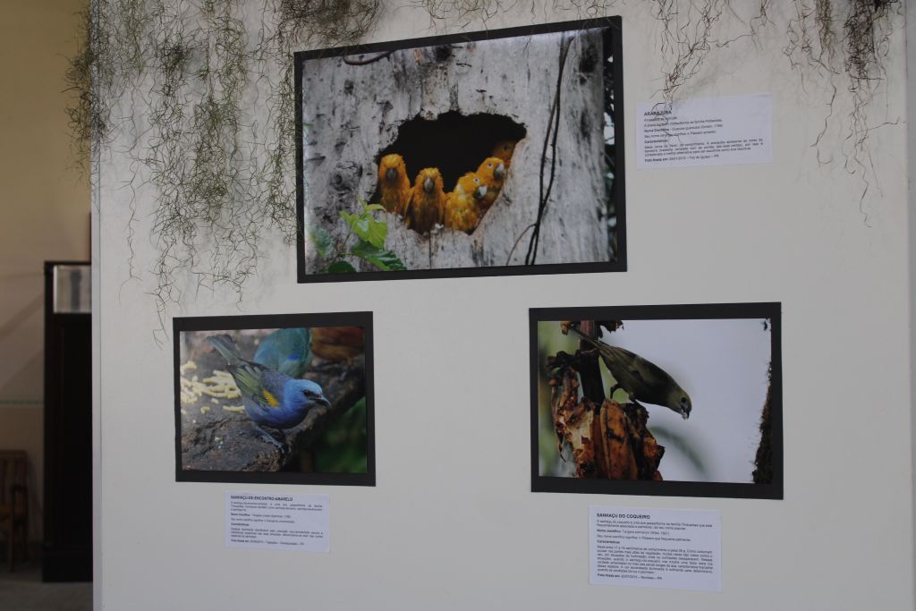 Estação Ferroviária de Paranaguá recebe exposição fotográfica “Pássaros - A beleza invisível ao nosso redor” 8 IMG 5848 1