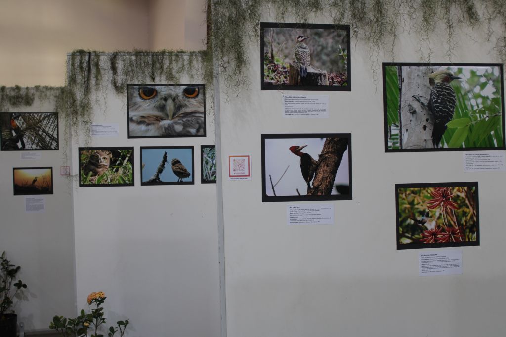 Estação Ferroviária de Paranaguá recebe exposição fotográfica “Pássaros - A beleza invisível ao nosso redor” 6 IMG 5849 1