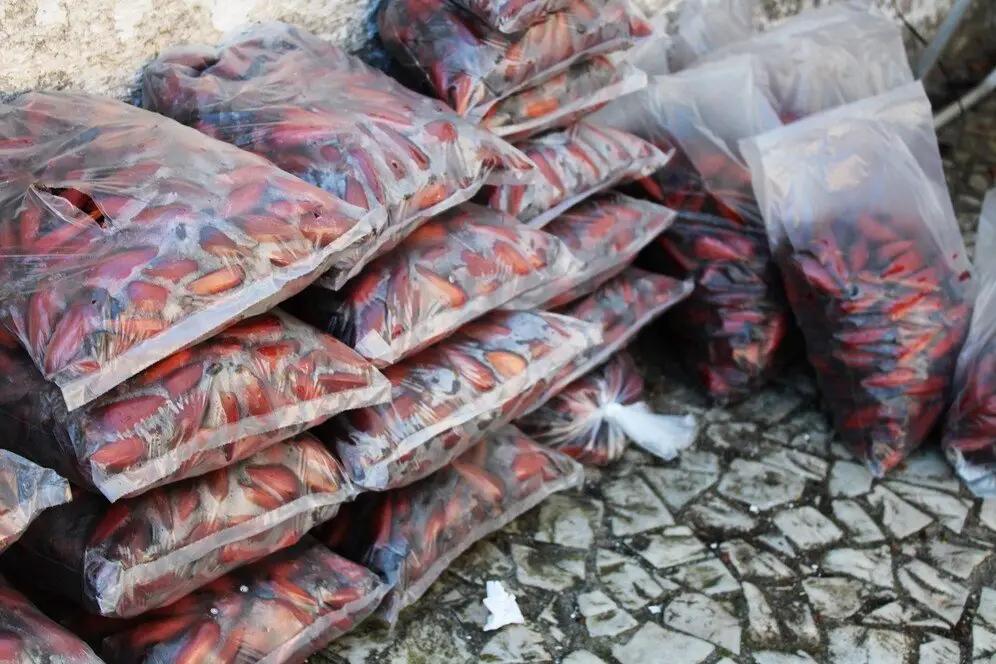 pinhao comercializado em paranagua2