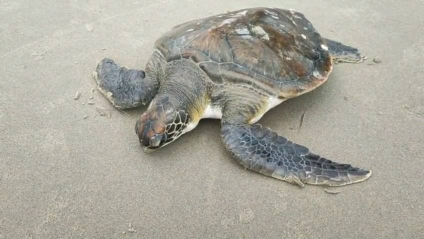 Tartaruga presa em rede de pesca instalada de forma irregular é resgatada pela Polícia Militar Ambiental em praia de Guaratuba 1 Retirada da rede, a tartaruga foi atendida por uma equipe da Secretaria do Meio Ambiente de Guaratuba e logo em seguida, foi levado para Centro de Estudos do Mar, da Universidade Federal do Paraná, no balneário de Pontal do Sul, em Pontal do Paraná