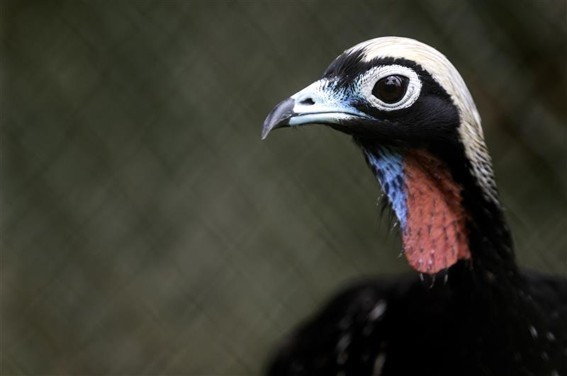 Klabin destaca avanços em metas ambientais 3 Jacutinga (Aburria jacutinga), espécie reintroduzida pelo Parque Ecológico Klabin (PEK), no Paraná (Foto: Divulgação/Klabin)